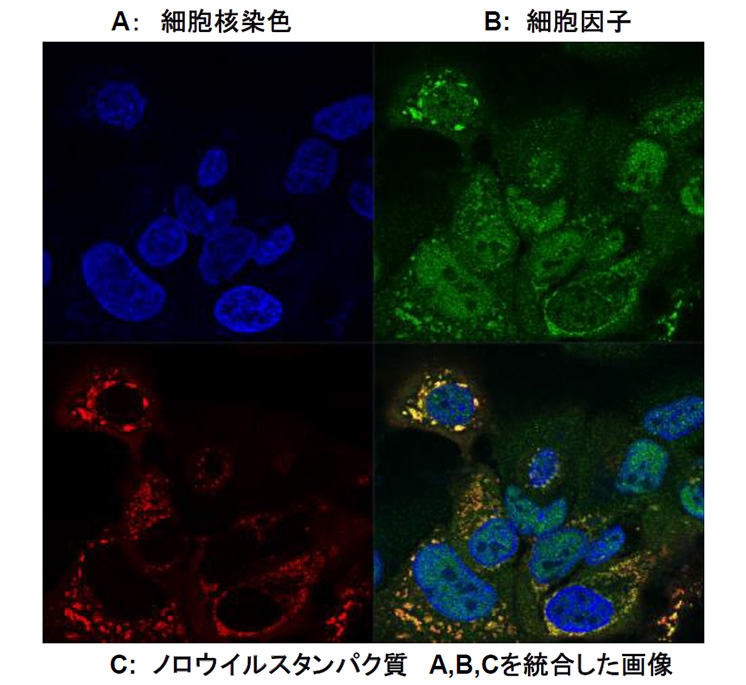 A:細胞核染色、B:細胞因子、C:ノロウイルスタンパク質、A,B,Cを統合した画像